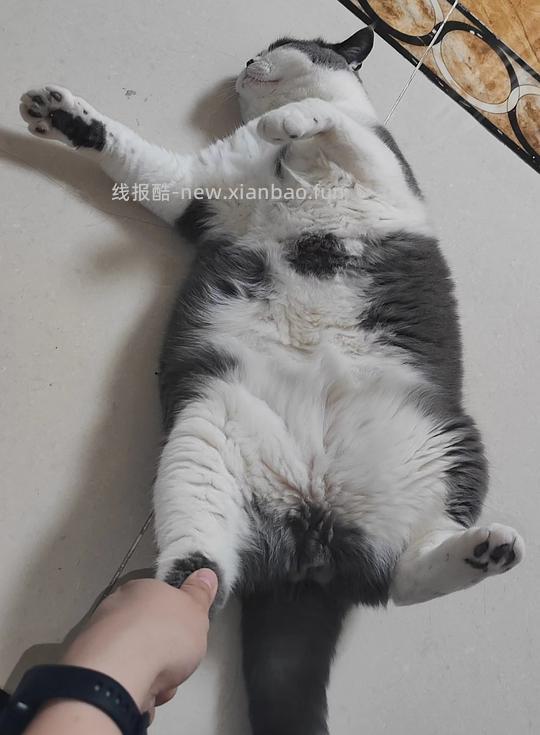 讨论/【科普】养猫省钱小妙招和好物推荐(欢迎补充☺️)【如有搬运,需本人同意】 - 线报酷 讨论/【科普】养猫省钱小妙招和好物推荐(欢迎补充☺️)【如有搬运,需本人同意】 - 线报酷